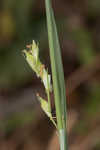 Radford's sedge